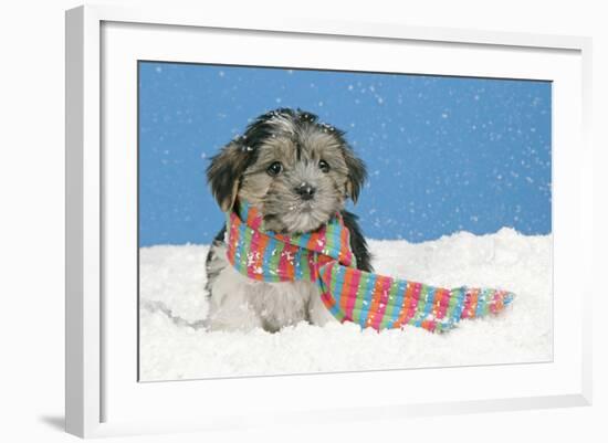 Lhasa Apso Cross Puppy (7 Weeks Old) With-null-Framed Photographic Print