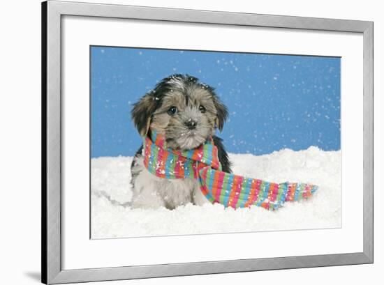 Lhasa Apso Cross Puppy (7 Weeks Old) With-null-Framed Photographic Print