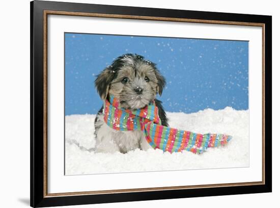 Lhasa Apso Cross Puppy (7 Weeks Old) With-null-Framed Photographic Print