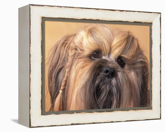 Lhasa Apso Face Portrait with Hair Plaited-Adriano Bacchella-Framed Premier Image Canvas