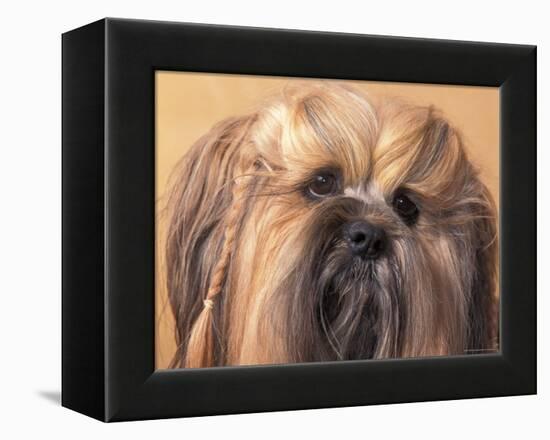 Lhasa Apso Face Portrait with Hair Plaited-Adriano Bacchella-Framed Premier Image Canvas