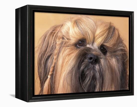 Lhasa Apso Face Portrait with Hair Plaited-Adriano Bacchella-Framed Premier Image Canvas