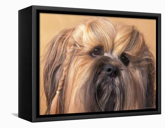 Lhasa Apso Face Portrait with Hair Plaited-Adriano Bacchella-Framed Premier Image Canvas