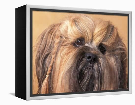 Lhasa Apso Face Portrait with Hair Plaited-Adriano Bacchella-Framed Premier Image Canvas