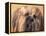 Lhasa Apso Face Portrait with Hair Plaited-Adriano Bacchella-Framed Premier Image Canvas