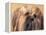 Lhasa Apso Face Portrait with Hair Plaited-Adriano Bacchella-Framed Premier Image Canvas