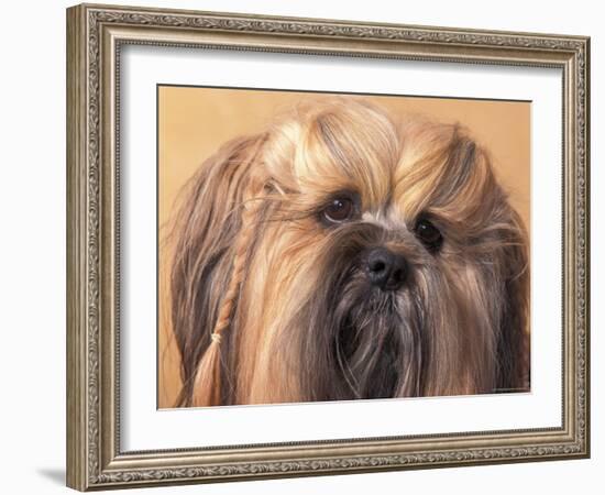 Lhasa Apso Face Portrait with Hair Plaited-Adriano Bacchella-Framed Photographic Print