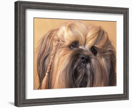 Lhasa Apso Face Portrait with Hair Plaited-Adriano Bacchella-Framed Photographic Print