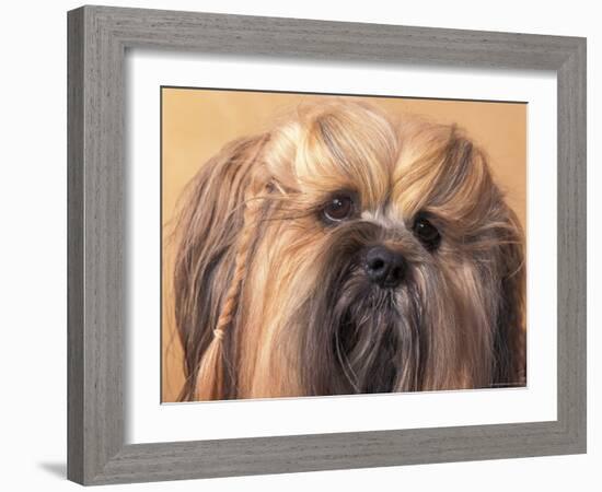 Lhasa Apso Face Portrait with Hair Plaited-Adriano Bacchella-Framed Photographic Print