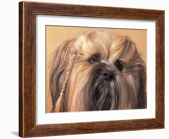 Lhasa Apso Face Portrait with Hair Plaited-Adriano Bacchella-Framed Photographic Print