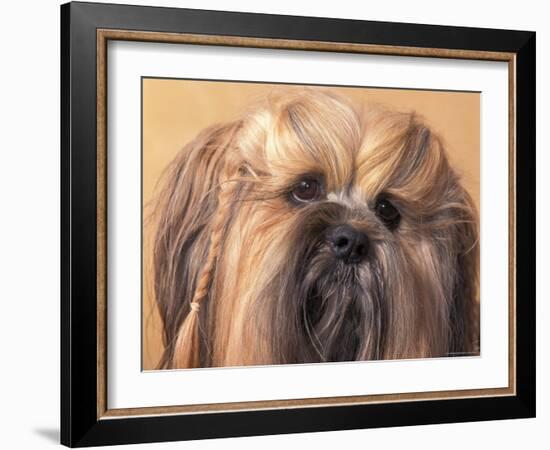 Lhasa Apso Face Portrait with Hair Plaited-Adriano Bacchella-Framed Photographic Print