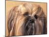 Lhasa Apso Face Portrait with Hair Plaited-Adriano Bacchella-Mounted Photographic Print