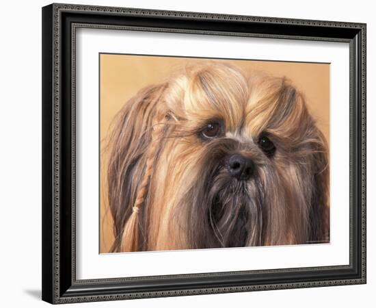 Lhasa Apso Face Portrait with Hair Plaited-Adriano Bacchella-Framed Photographic Print