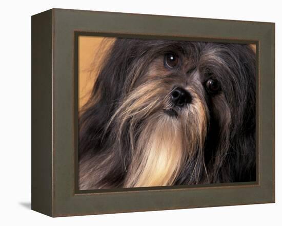 Lhasa Apso Face Portrait-Adriano Bacchella-Framed Premier Image Canvas