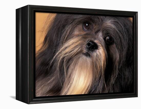 Lhasa Apso Face Portrait-Adriano Bacchella-Framed Premier Image Canvas