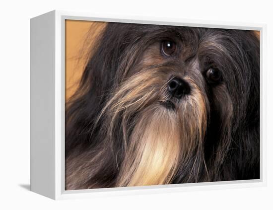 Lhasa Apso Face Portrait-Adriano Bacchella-Framed Premier Image Canvas