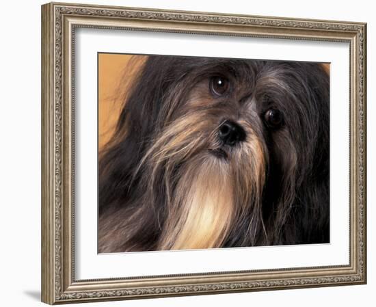 Lhasa Apso Face Portrait-Adriano Bacchella-Framed Photographic Print