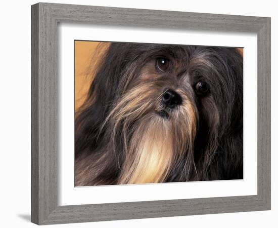 Lhasa Apso Face Portrait-Adriano Bacchella-Framed Photographic Print