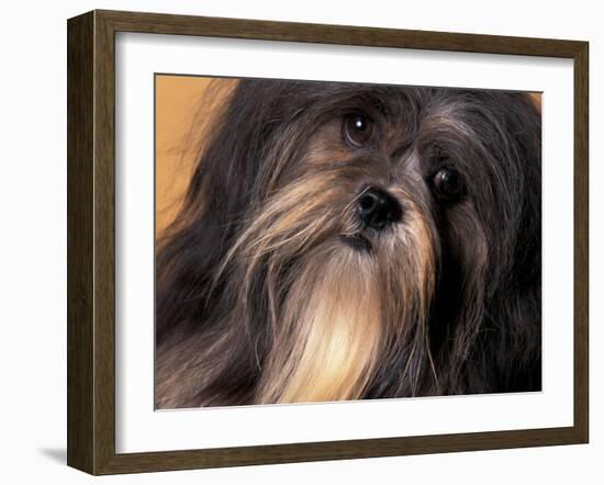 Lhasa Apso Face Portrait-Adriano Bacchella-Framed Photographic Print