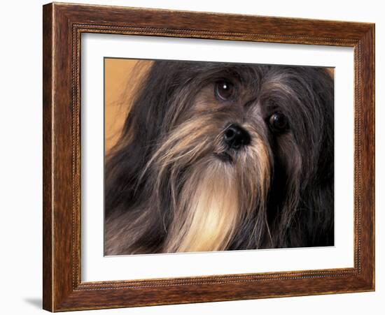 Lhasa Apso Face Portrait-Adriano Bacchella-Framed Photographic Print