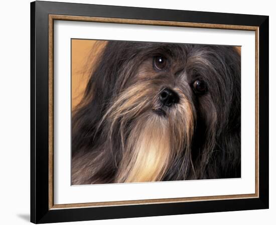 Lhasa Apso Face Portrait-Adriano Bacchella-Framed Photographic Print