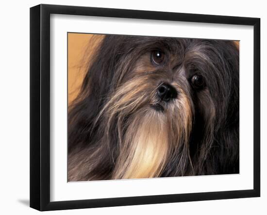 Lhasa Apso Face Portrait-Adriano Bacchella-Framed Photographic Print