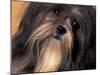 Lhasa Apso Face Portrait-Adriano Bacchella-Mounted Photographic Print