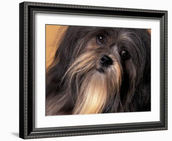 Lhasa Apso Face Portrait-Adriano Bacchella-Framed Photographic Print