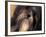 Lhasa Apso Face Portrait-Adriano Bacchella-Framed Photographic Print