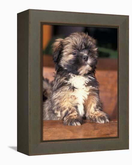 Lhasa Apso Puppy Portrait-Adriano Bacchella-Framed Premier Image Canvas