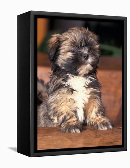 Lhasa Apso Puppy Portrait-Adriano Bacchella-Framed Premier Image Canvas