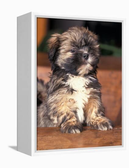 Lhasa Apso Puppy Portrait-Adriano Bacchella-Framed Premier Image Canvas