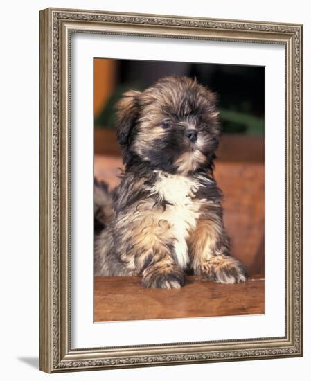 Lhasa Apso Puppy Portrait-Adriano Bacchella-Framed Photographic Print