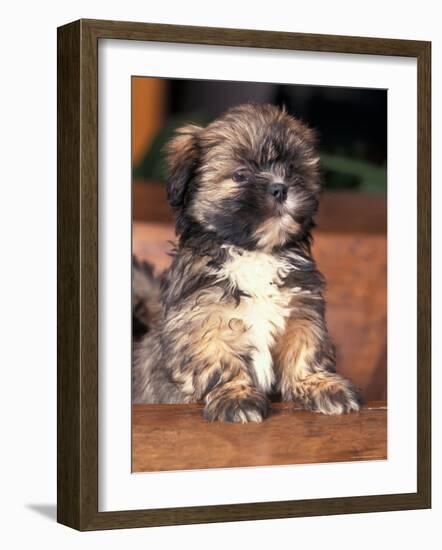 Lhasa Apso Puppy Portrait-Adriano Bacchella-Framed Photographic Print