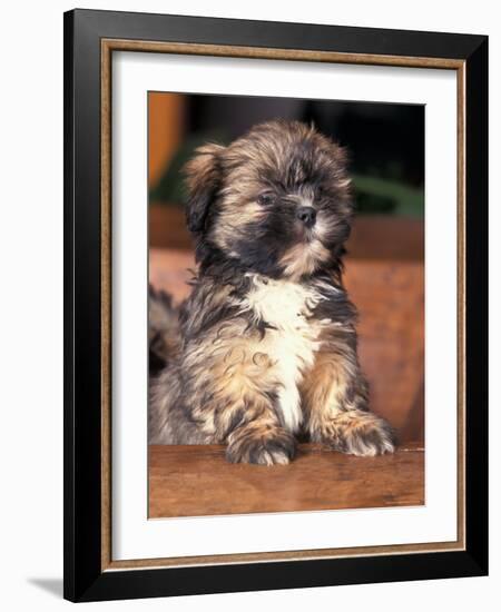 Lhasa Apso Puppy Portrait-Adriano Bacchella-Framed Photographic Print