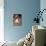 Lhasa Apso Puppy Portrait-Adriano Bacchella-Mounted Photographic Print displayed on a wall