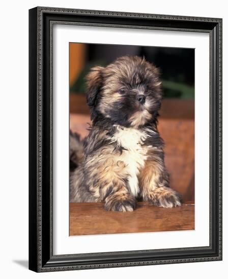 Lhasa Apso Puppy Portrait-Adriano Bacchella-Framed Photographic Print