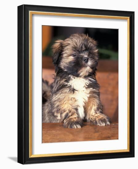 Lhasa Apso Puppy Portrait-Adriano Bacchella-Framed Photographic Print