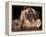 Lhasa Apso with Framed Pictures of Other Lhasa Apsos-Adriano Bacchella-Framed Premier Image Canvas