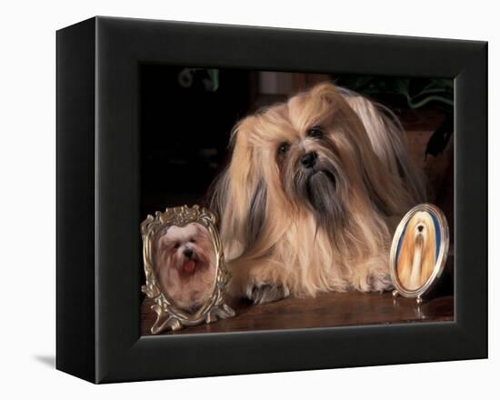 Lhasa Apso with Framed Pictures of Other Lhasa Apsos-Adriano Bacchella-Framed Premier Image Canvas