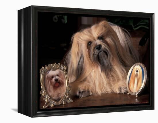 Lhasa Apso with Framed Pictures of Other Lhasa Apsos-Adriano Bacchella-Framed Premier Image Canvas