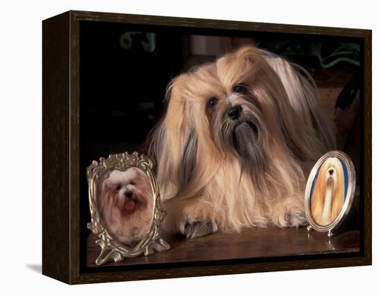Lhasa Apso with Framed Pictures of Other Lhasa Apsos-Adriano Bacchella-Framed Premier Image Canvas