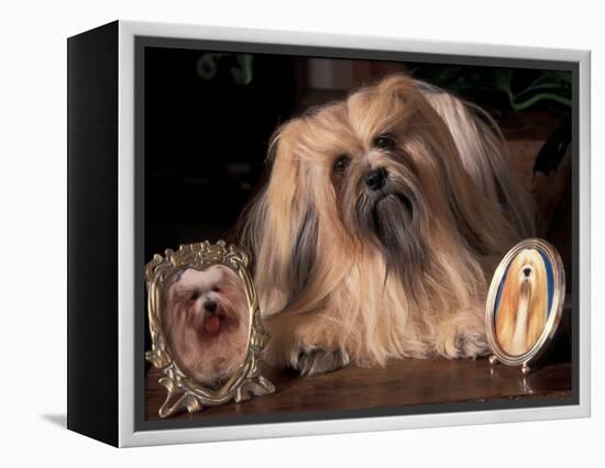 Lhasa Apso with Framed Pictures of Other Lhasa Apsos-Adriano Bacchella-Framed Premier Image Canvas