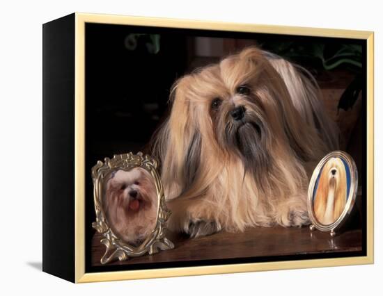 Lhasa Apso with Framed Pictures of Other Lhasa Apsos-Adriano Bacchella-Framed Premier Image Canvas