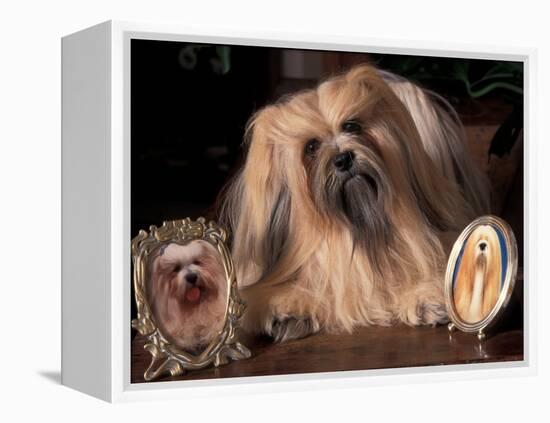 Lhasa Apso with Framed Pictures of Other Lhasa Apsos-Adriano Bacchella-Framed Premier Image Canvas