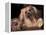 Lhasa Apso with Framed Pictures of Other Lhasa Apsos-Adriano Bacchella-Framed Premier Image Canvas