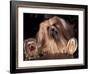 Lhasa Apso with Framed Pictures of Other Lhasa Apsos-Adriano Bacchella-Framed Photographic Print