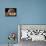 Lhasa Apso with Framed Pictures of Other Lhasa Apsos-Adriano Bacchella-Mounted Photographic Print displayed on a wall