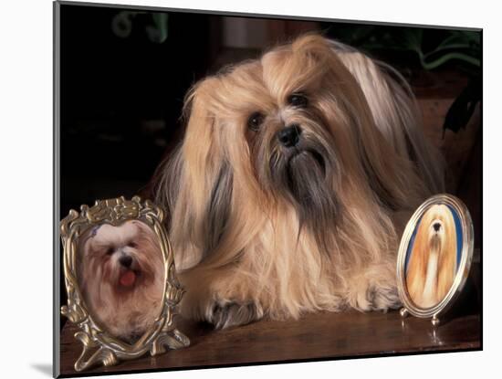 Lhasa Apso with Framed Pictures of Other Lhasa Apsos-Adriano Bacchella-Mounted Photographic Print