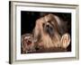 Lhasa Apso with Framed Pictures of Other Lhasa Apsos-Adriano Bacchella-Framed Photographic Print